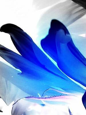 Blue Moon by Sian Lindemann Blue Moon by Sian Lindemann