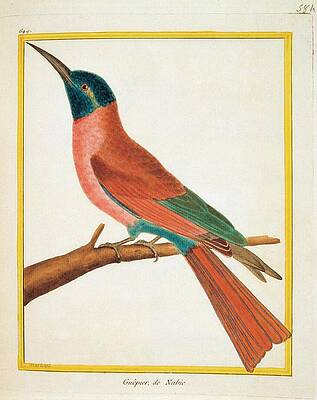 Wall Art - Photograph - Unknown, Color Lithographs With African #5 by Everett