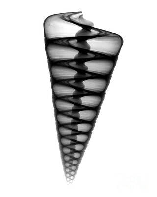 Wall Art - Photograph - X-ray Of Top Shell #5 by Bert Myers