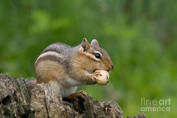 Wall Art - Photograph - Eastern Chipmunk #51 by Linda Freshwaters Arndt