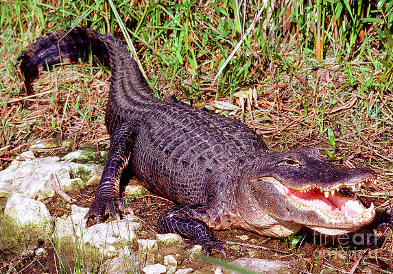 Wall Art - Photograph - American Alligator #6 by Millard H. Sharp