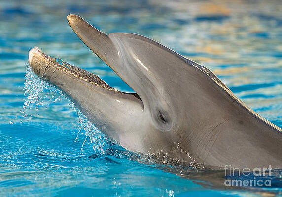 Wall Art - Photograph - Atlantic Bottlenose Dolphin #6 by Millard H. Sharp