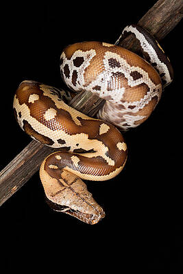 Wall Art - Photograph - Blood Python Python Brongersmai #6 by David Kenny