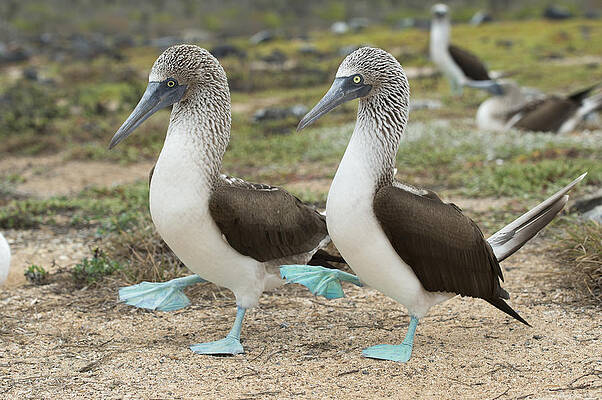 Wall Art - Photograph - Blue-footed Booby Pair Courting #8 by Tui De Roy