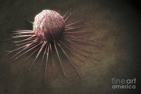 Wall Art - Photograph - Cancer Cell #6 by Science Picture Co