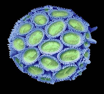 Wall Art - Photograph - Coccolithophore #6 by Science Photo Library