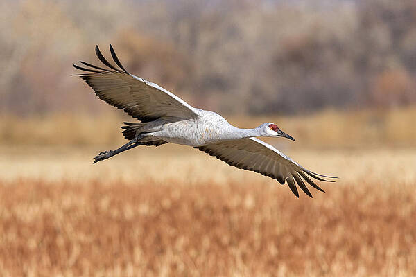Wall Art - Photograph - Greater Sandhill Crane #6 by Craig K. Lorenz