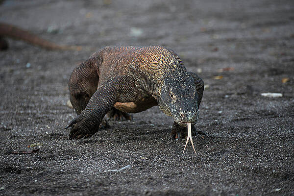 pixel arte ilustração Komodo Dragão. pixelizada komodo. Komodo