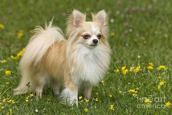 Long-haired Chihuahua #8 Jigsaw Puzzle by Jean-Michel Labat