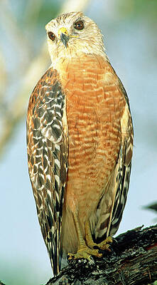 Wall Art - Photograph - Red Shouldered Hawk #6 by Millard H. Sharp