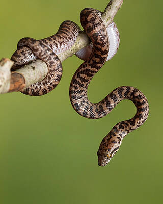 Wall Art - Photograph - Spotted Python Antaresia Maculosa #6 by David Kenny