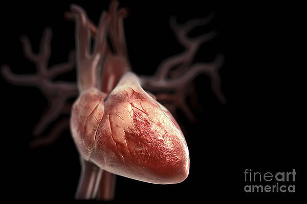 Wall Art - Photograph - The Heart #6 by Science Picture Co