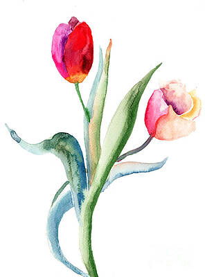 Tulip Watercolor Paintings (Page #7 of 30) | Fine Art America