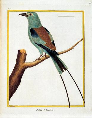 Wall Art - Photograph - Unknown, Color Lithographs With African #6 by Everett