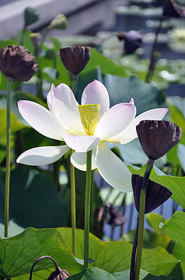 Water Lily by Dottie Branch Water Lily by Dottie Branch