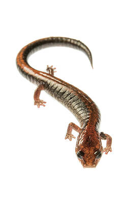 Wall Art - Photograph - Four-toed Salamander by Teresa Zgoda