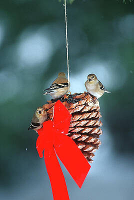 Wall Art - Photograph - American Goldfinches (carduelis Tristis #7 by Richard and Susan Day