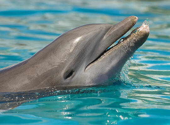 Wall Art - Photograph - Atlantic Bottlenose Dolphin #7 by Millard H. Sharp