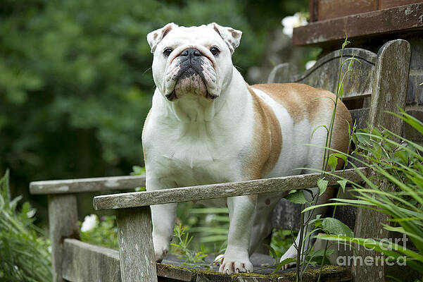 Wall Art - Photograph - English Bulldog #7 by John Daniels