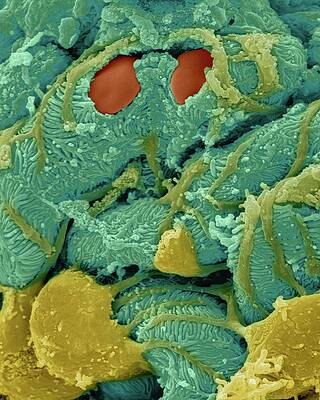 Wall Art - Photograph - Kidney Glomerulus #7 by Science Photo Library