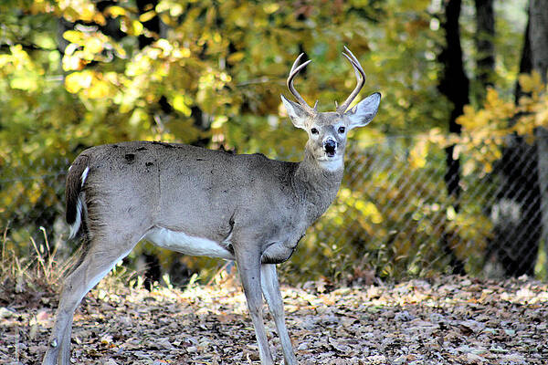 7 point deer by JB Stran 7 point deer by JB Stran