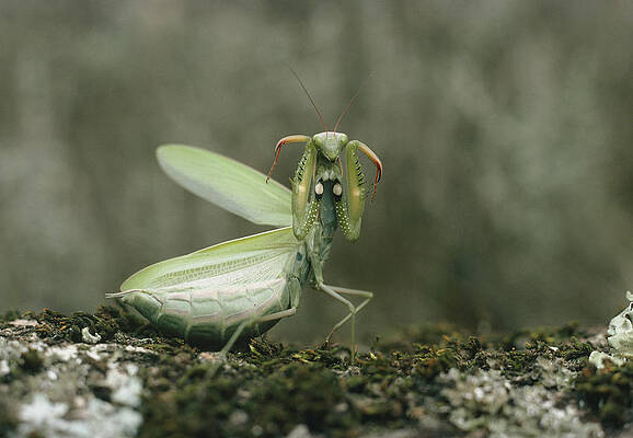 Wall Art - Photograph - Praying Mantis #7 by Perennou Nuridsany