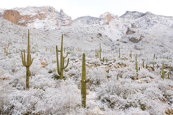 Wall Art - Photograph - Rare Desert Snow On Saguaro Cactus #7 by Craig K. Lorenz