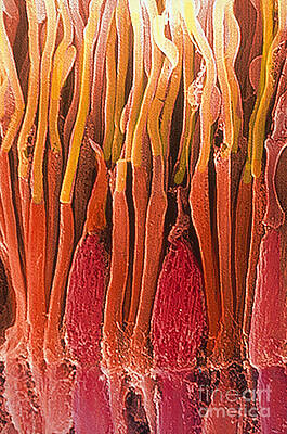 Wall Art - Photograph - Rods And Cones, Sem #7 by Ralph C. Eagle, Jr.