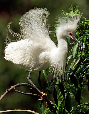 Wall Art - Photograph - Snowy Egret #7 by Millard H. Sharp