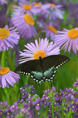 Wall Art - Photograph - Spicebush Swallowtail, Papilio Troilus #7 by Darrell Gulin