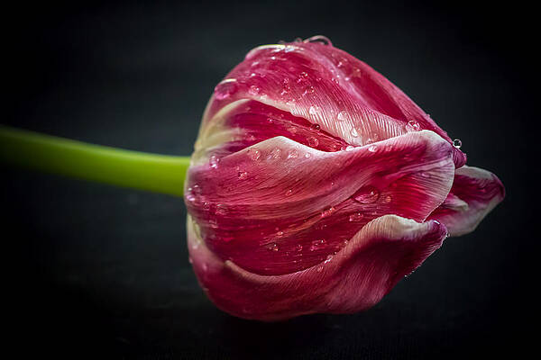 7624 Tulip by Deidre Elzer-Lento 7624 Tulip by Deidre Elzer-Lento