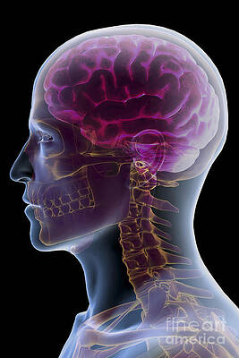 Wall Art - Photograph - Human Brain #78 by Science Picture Co