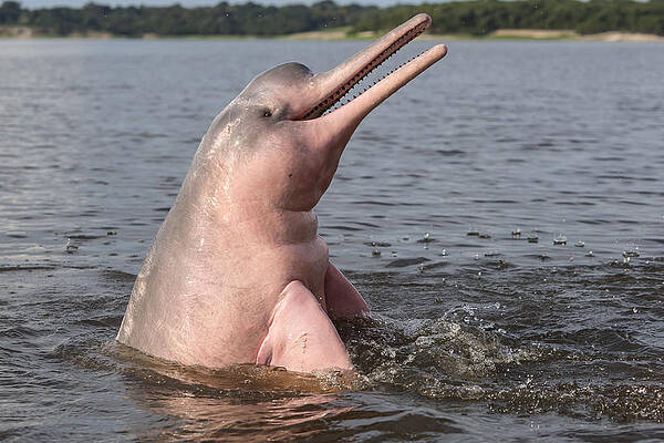Wall Art - Photograph - Amazon River Dolphin #8 by M. Watson
