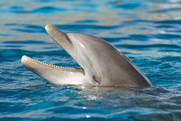 Wall Art - Photograph - Atlantic Bottlenose Dolphin #8 by Millard H. Sharp