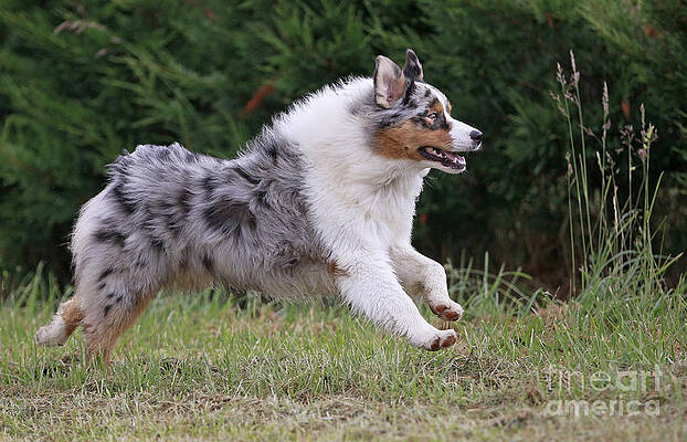 Wall Art - Photograph - Australian Shepherd Dog #8 by Jean-Michel Labat
