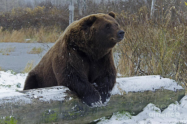 Wall Art - Photograph - Brown Bear #8 by Mark Newman
