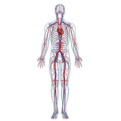 Wall Art - Photograph - Cardiovascular System #8 by Science Photo Library
