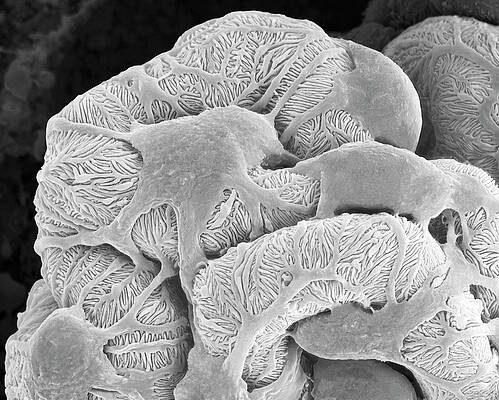 Wall Art - Photograph - Kidney Glomerulus #8 by Science Photo Library