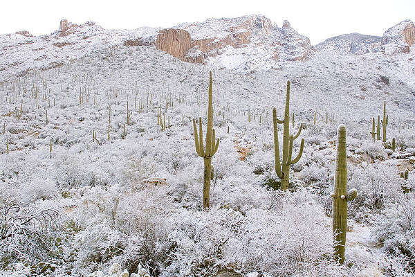 Wall Art - Photograph - Rare Desert Snow On Saguaro Cactus #8 by Craig K. Lorenz