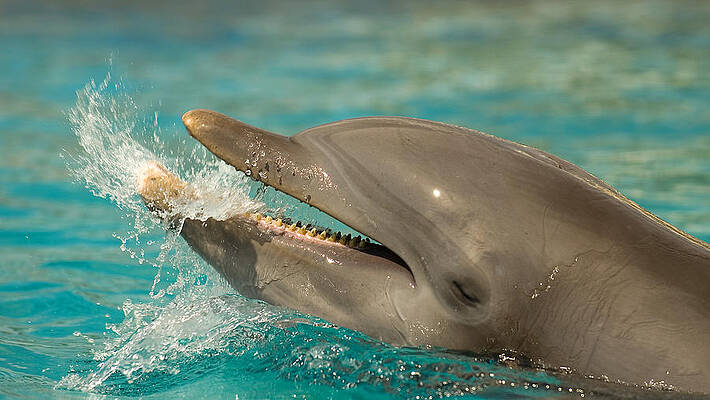 Wall Art - Photograph - Atlantic Bottlenose Dolphin #9 by Millard H. Sharp