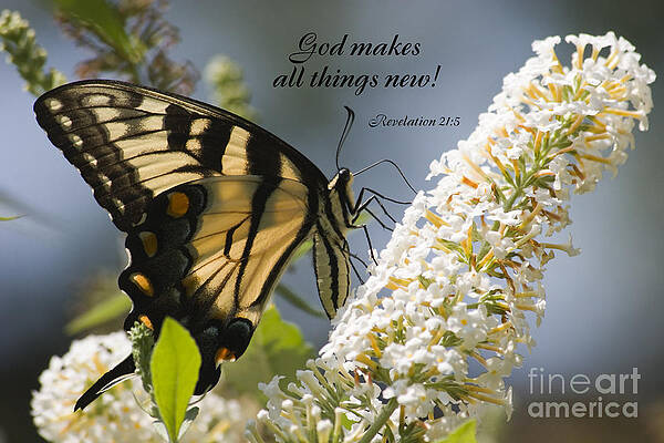 Wall Art - Photograph - Butterfly Scripture #10 by Jill Lang