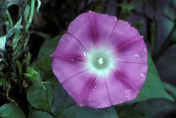 Wall Art - Photograph - Flowers #9 by Scott Warren