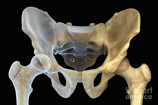 https://render.fineartamerica.com/images/images-profile-flow/400/images-medium-large-5/9-hip-bones-male-science-picture-co.jpg