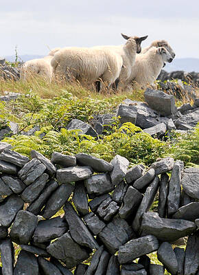  Photograph - Lazy Day Inish Oirr Ireland by Dave Byrne
