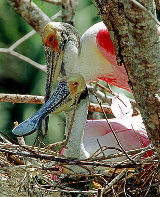 Wall Art - Photograph - Roseate Spoonbills #9 by Millard H. Sharp