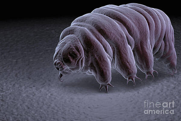 Wall Art - Photograph - Water Bear Tardigrades #9 by Science Picture Co
