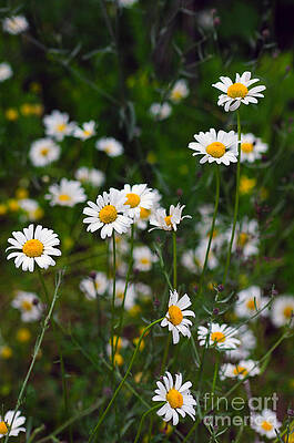 Wall Art - Photograph - 906A Daisies by NightVisions