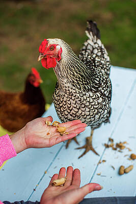 Wall Art - Photograph - A Backyard Chicken Coop In Austin by Michael Hanson