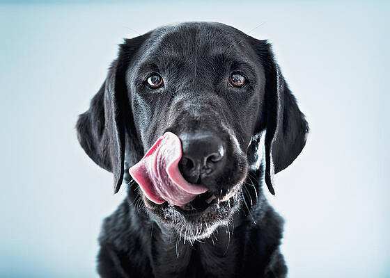 A Black Dog Licking His Lips Print by Ben Welsh / Design Pics