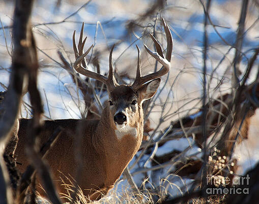 A Buck in the Bush by Jim Garrison A Buck in the Bush by Jim Garrison